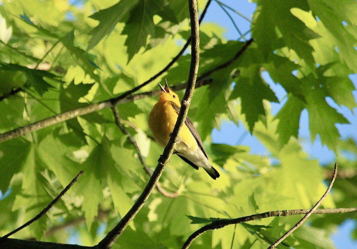 Prothonotary Warbler - ML618314690