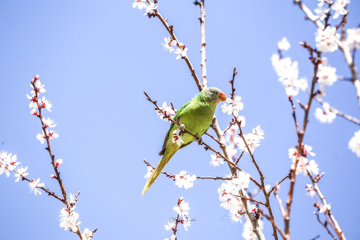 Slaty-headed Parakeet - Choldan Gasha