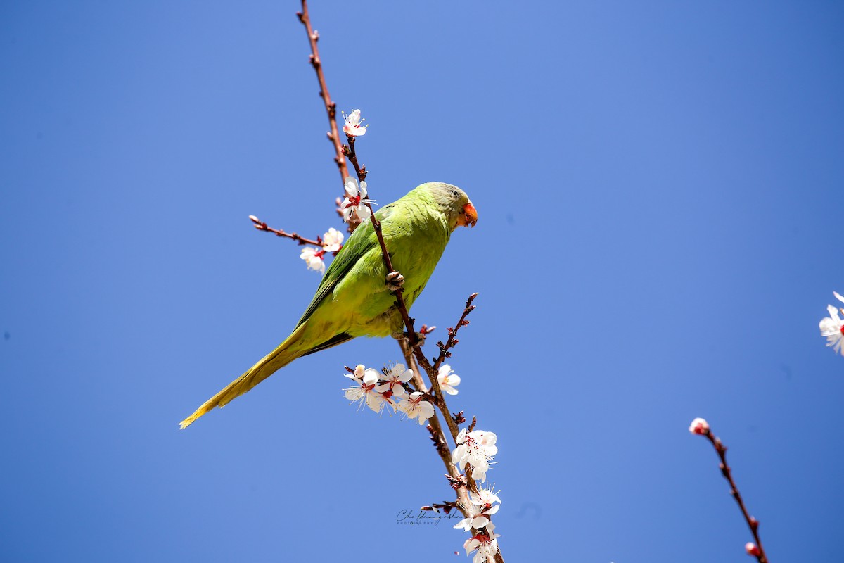 Slaty-headed Parakeet - Choldan Gasha