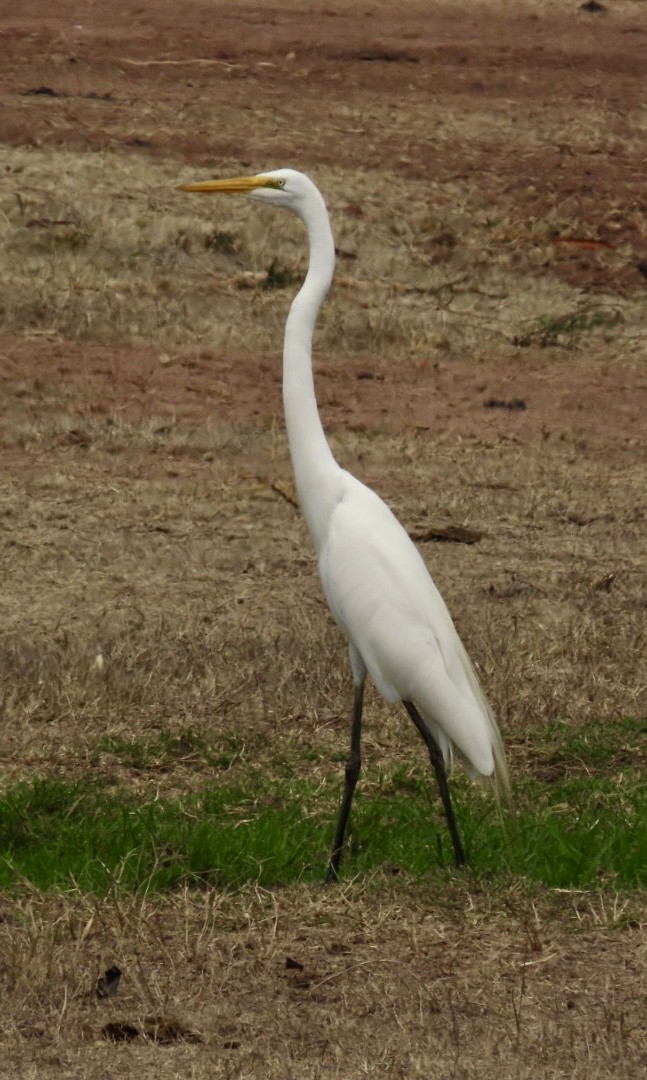 Great Egret - Carlos Sanguinetti