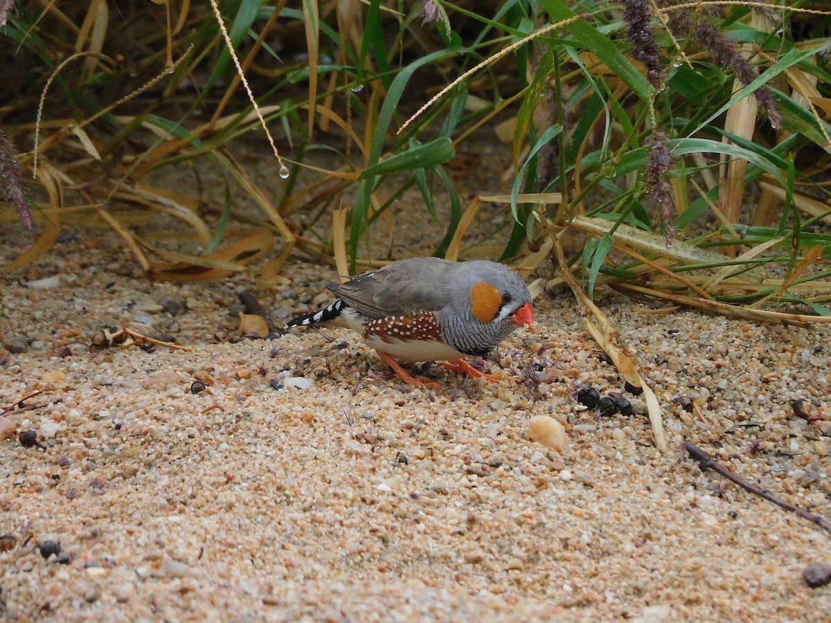 Zebra Finch - George Vaughan