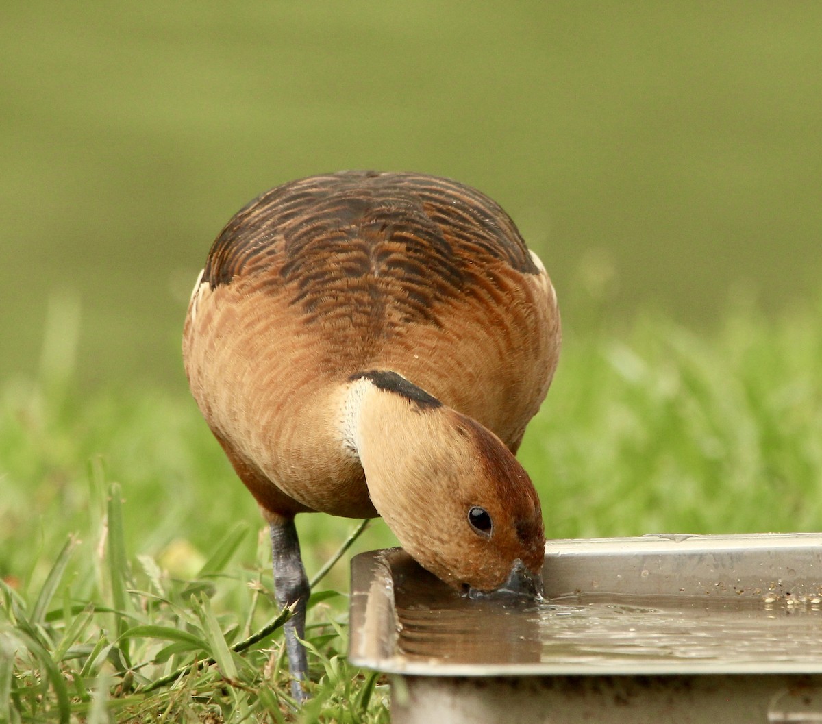 Fulvous Whistling-Duck - ML618314758