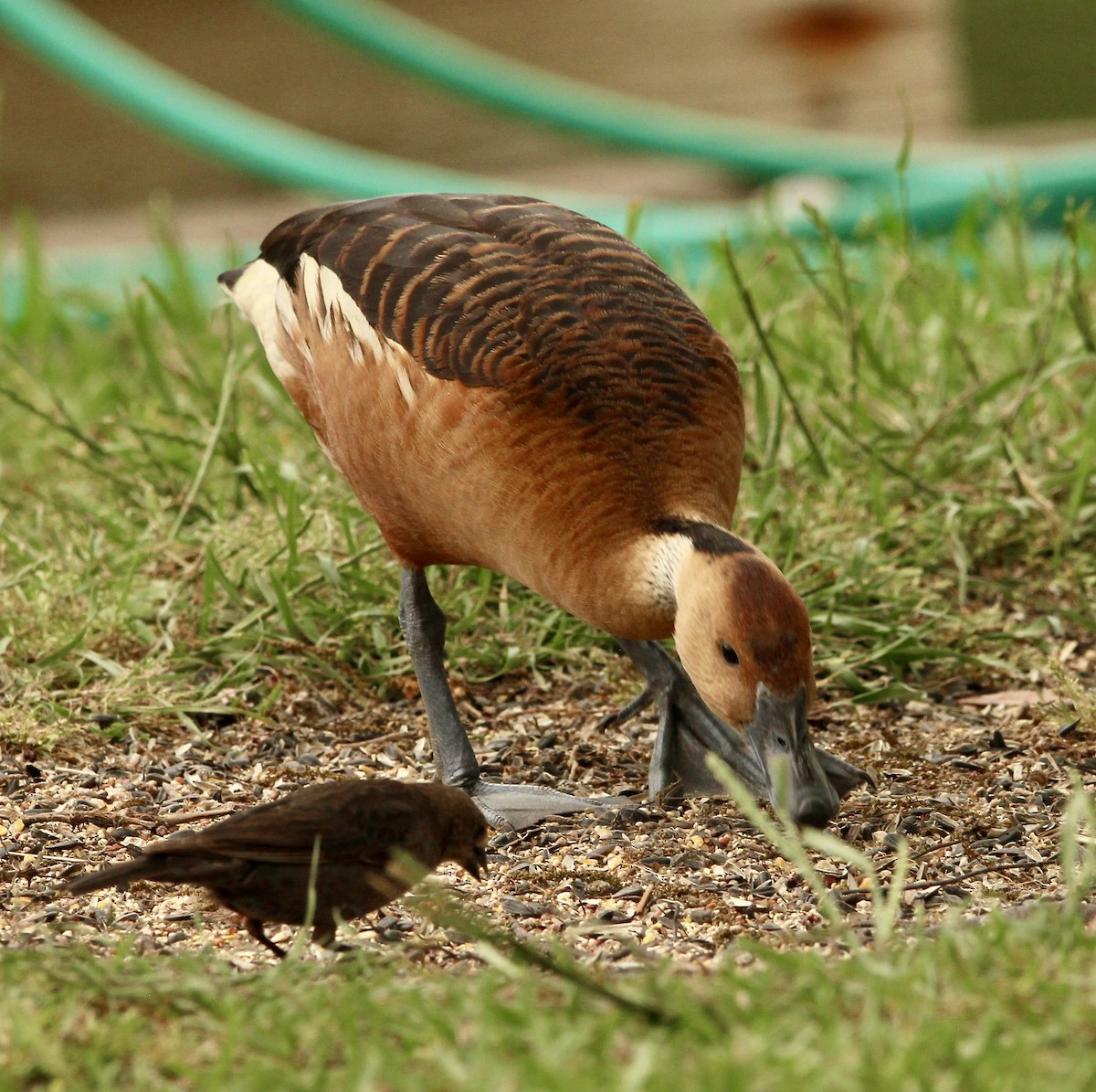 Fulvous Whistling-Duck - ML618314759