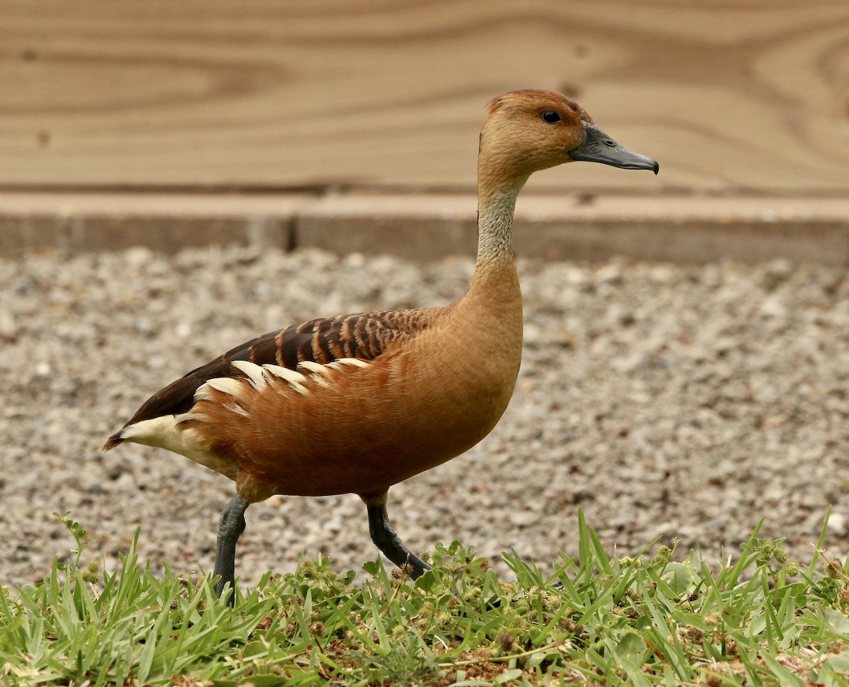 Fulvous Whistling-Duck - ML618314760