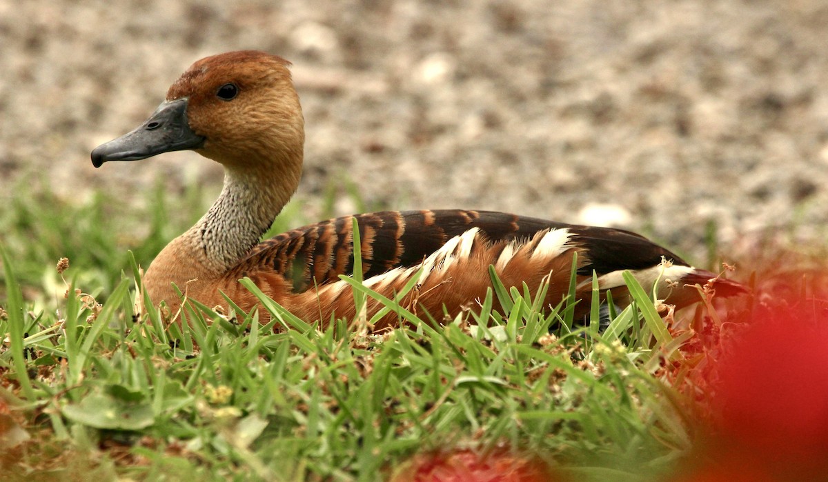 Fulvous Whistling-Duck - ML618314761
