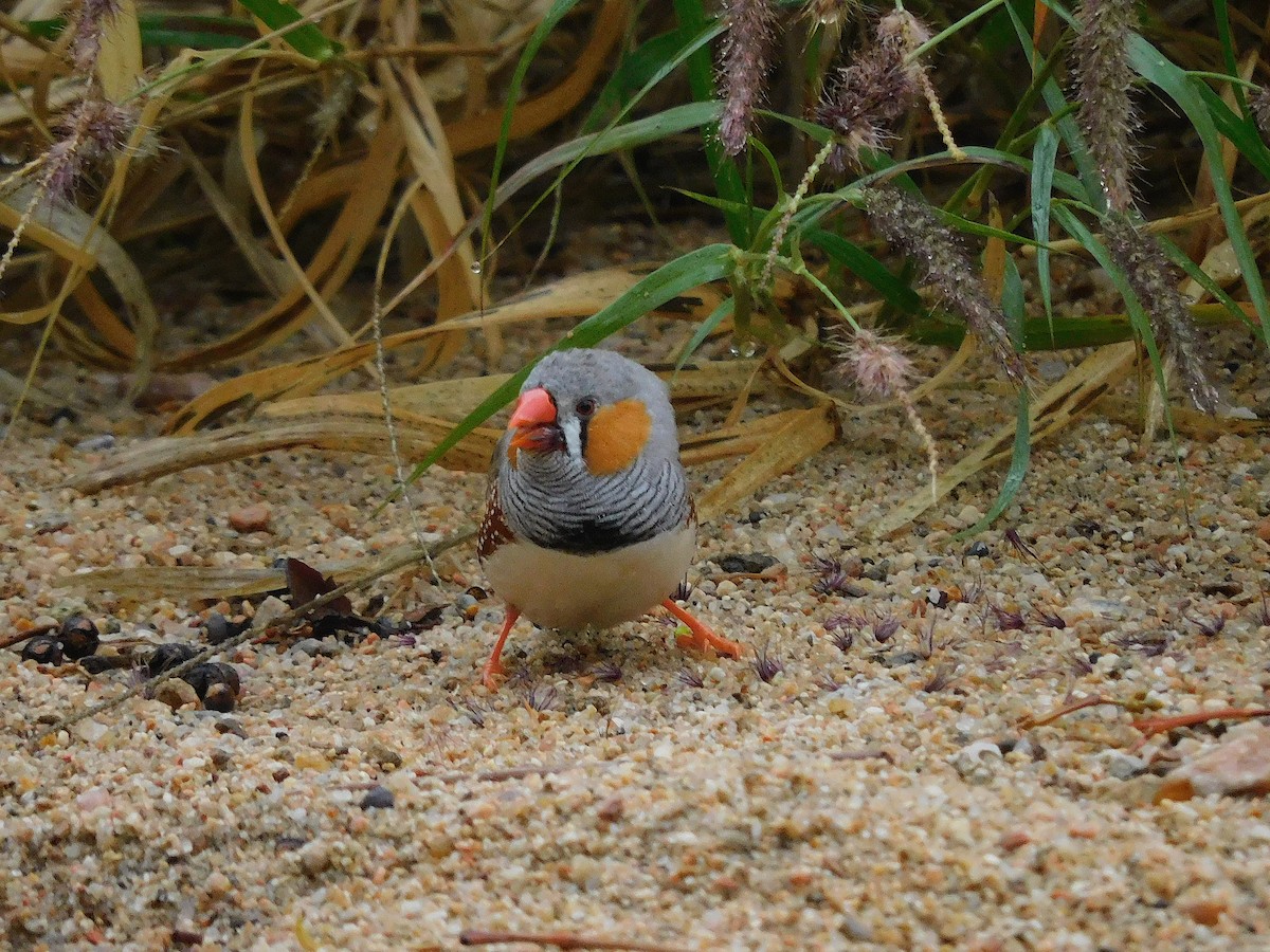 Zebra Finch - George Vaughan