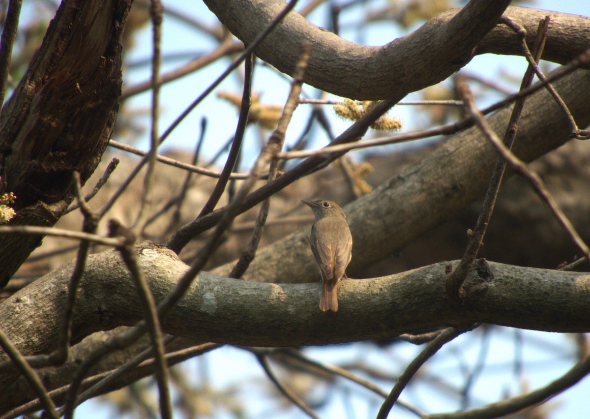 Rusty-tailed Flycatcher - ML618314841