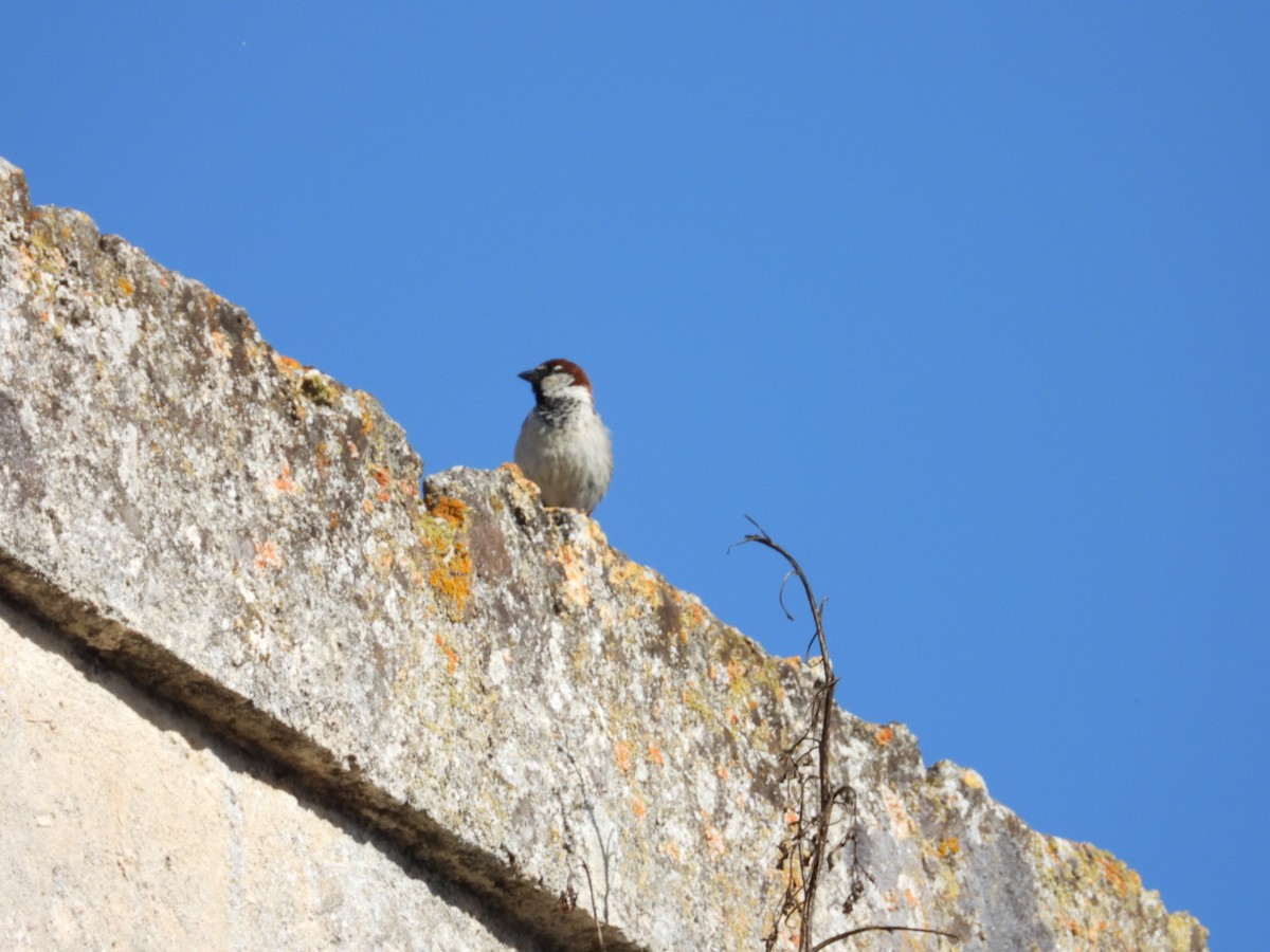 Spanish Sparrow - ML618314857