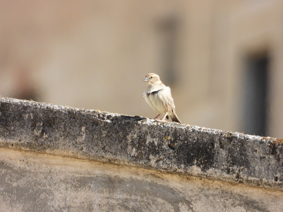 Spanish Sparrow - ML618314858