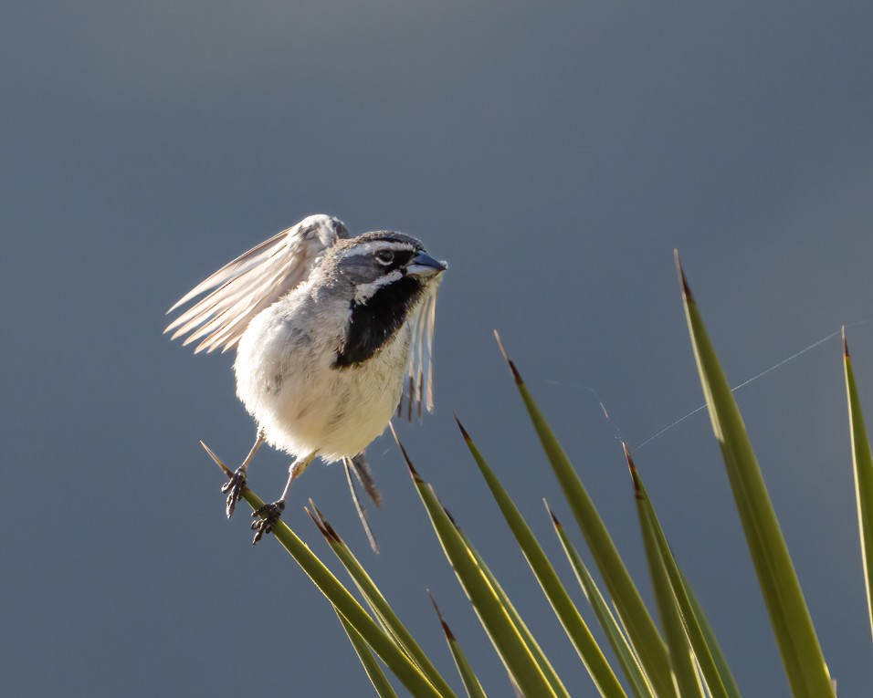 Black-throated Sparrow - Michele McCormick