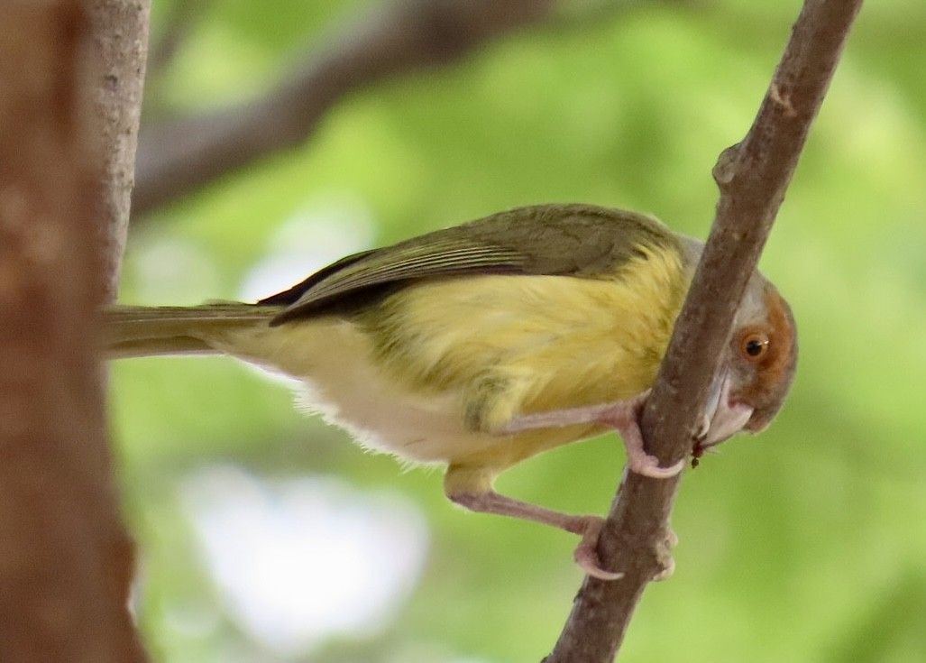 Rufous-browed Peppershrike - Carlos Sanguinetti