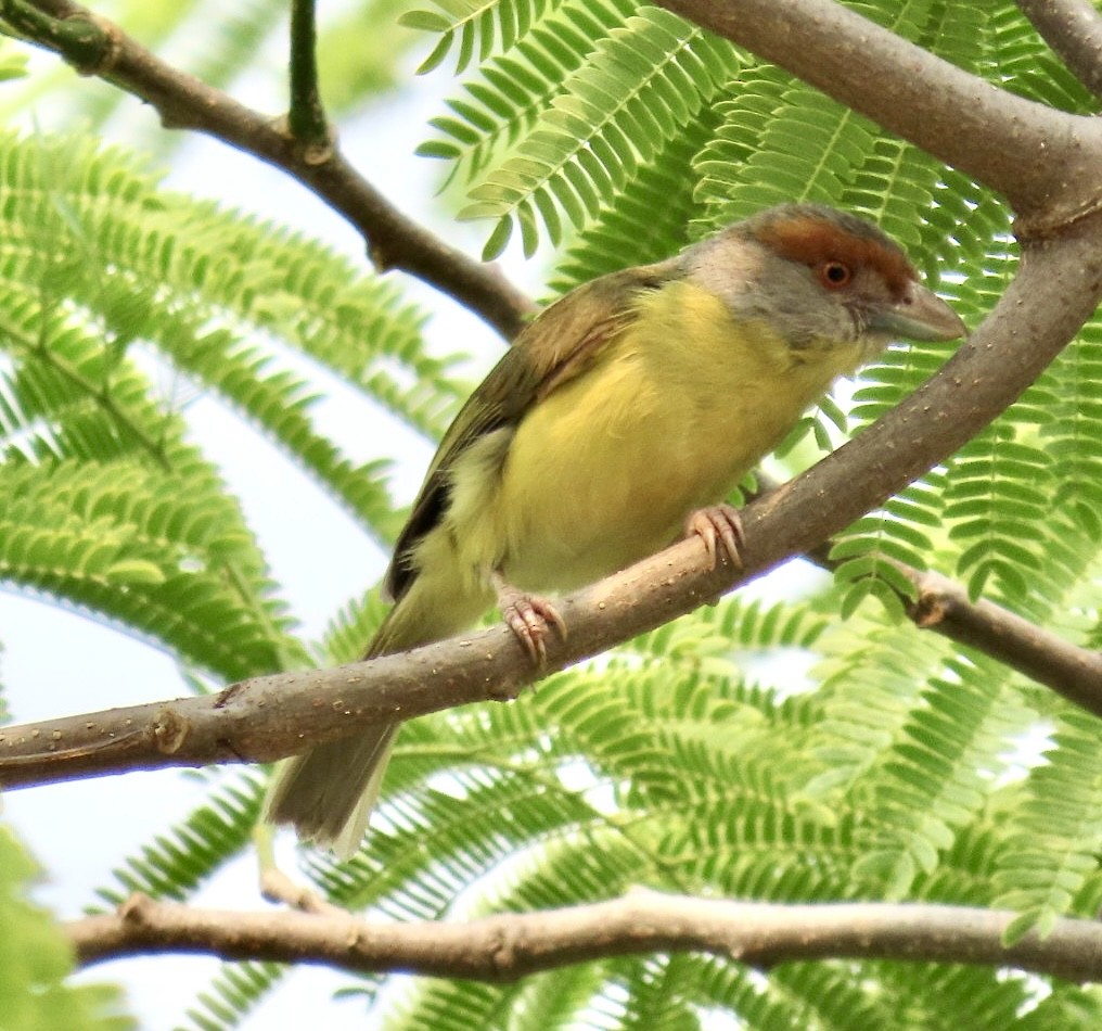 Rufous-browed Peppershrike - Carlos Sanguinetti