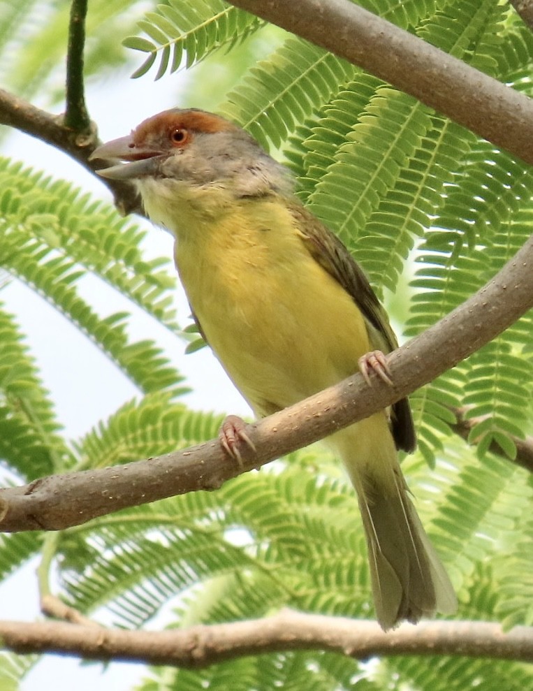 Rufous-browed Peppershrike - Carlos Sanguinetti