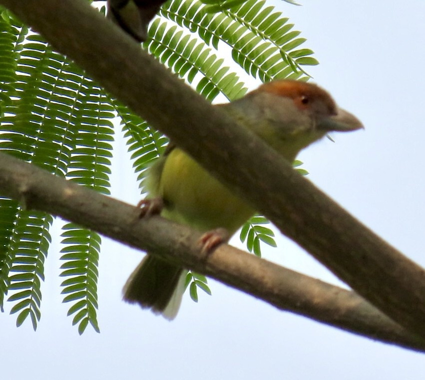 Rufous-browed Peppershrike - Carlos Sanguinetti