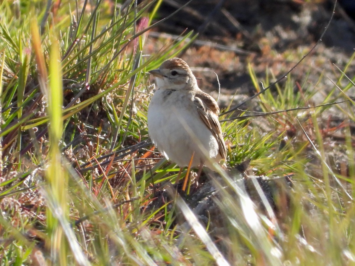 Greater Short-toed Lark - Eugenio Collado