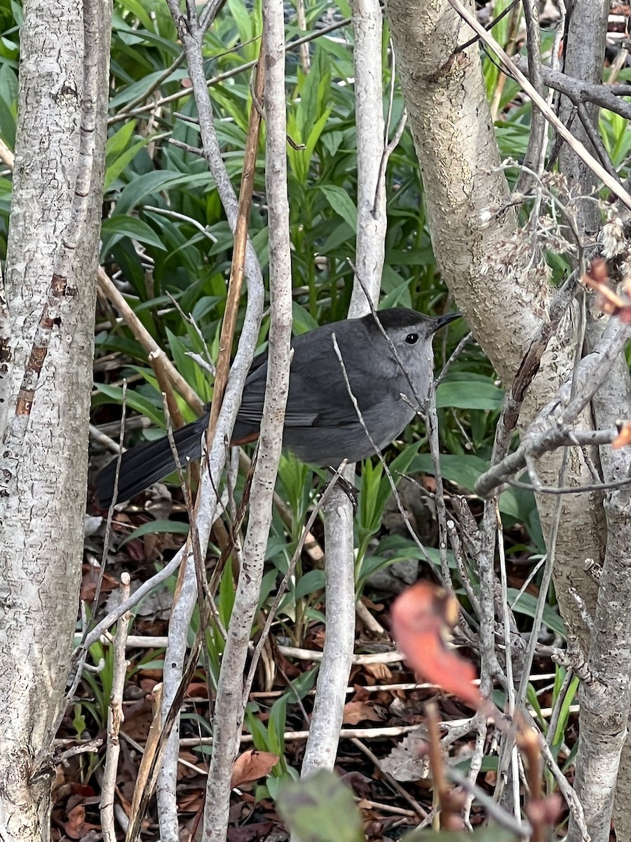 Gray Catbird - ML618314932