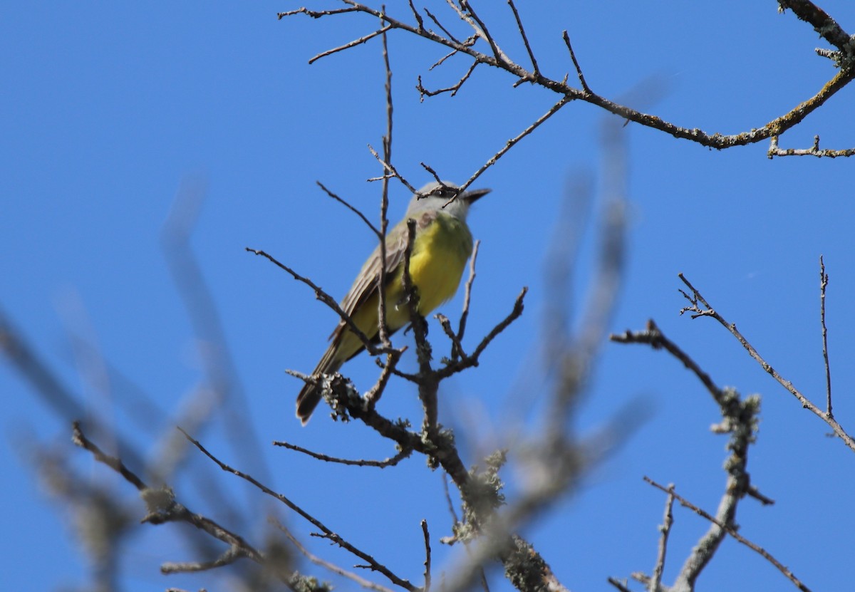 Western Kingbird - ML618314934