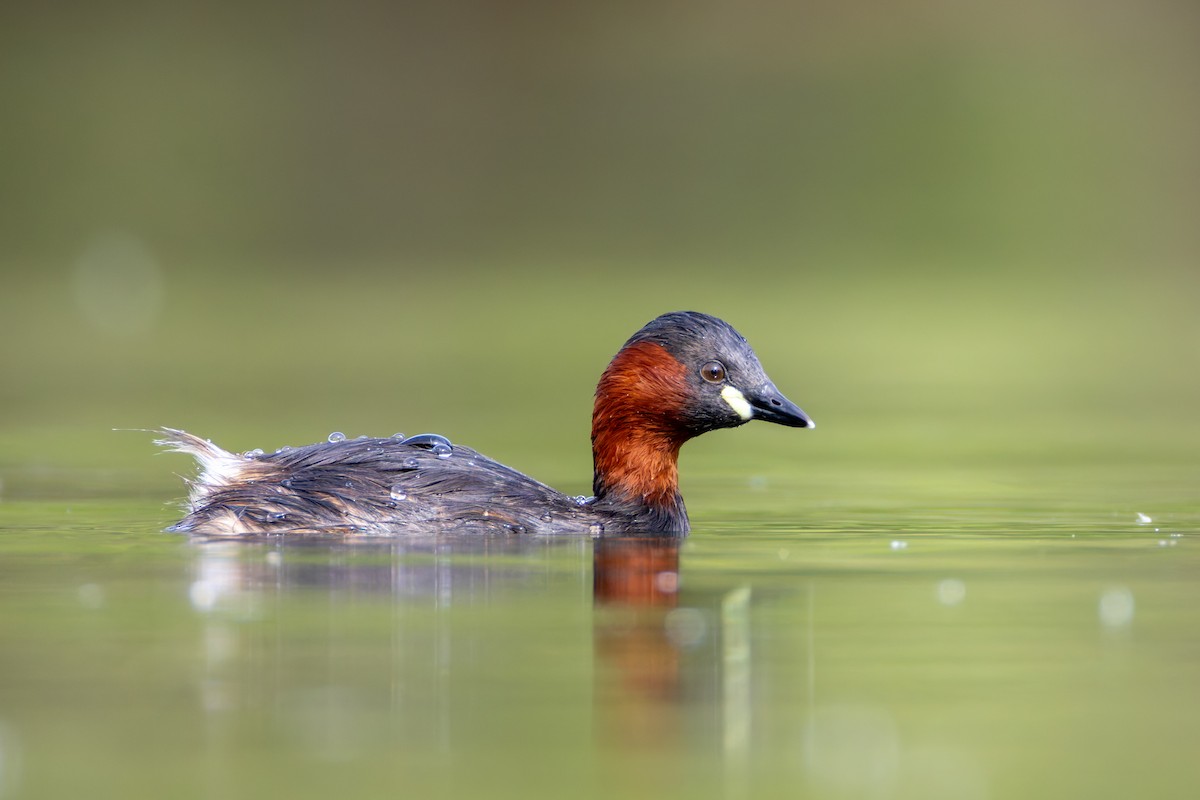 Little Grebe - ML618314961