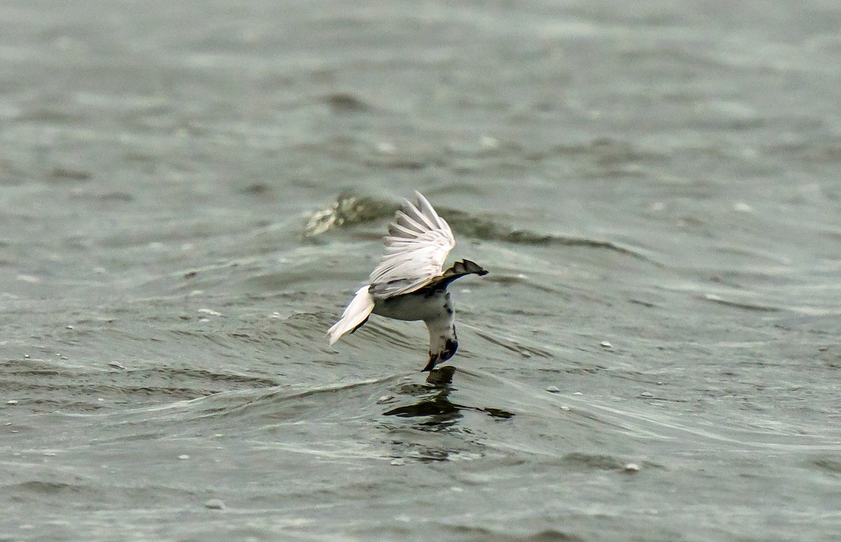 White-winged Tern - ML618314986