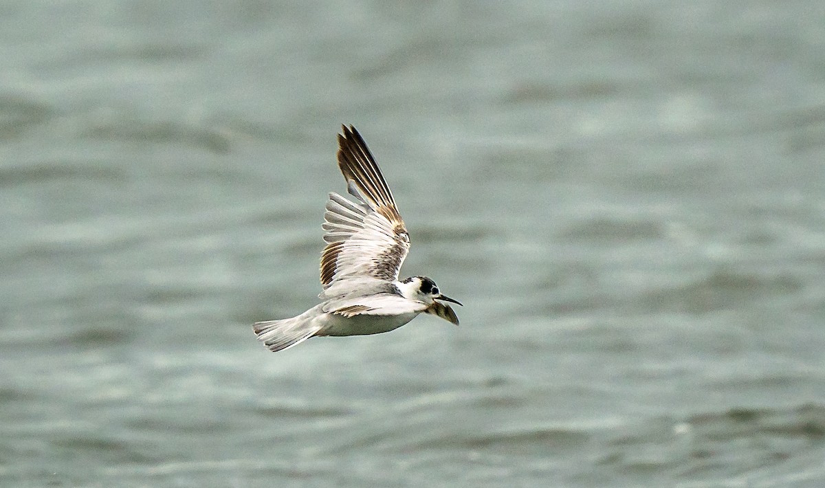 White-winged Tern - ML618314988