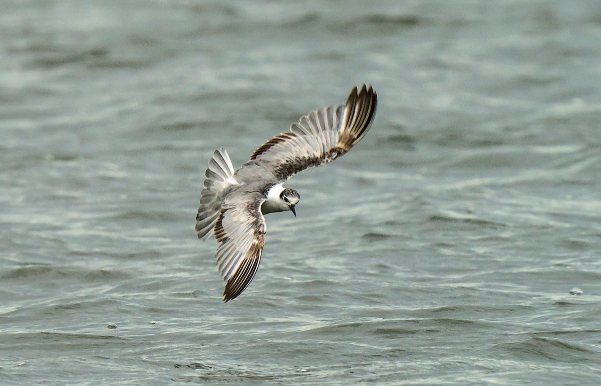 White-winged Tern - ML618314991