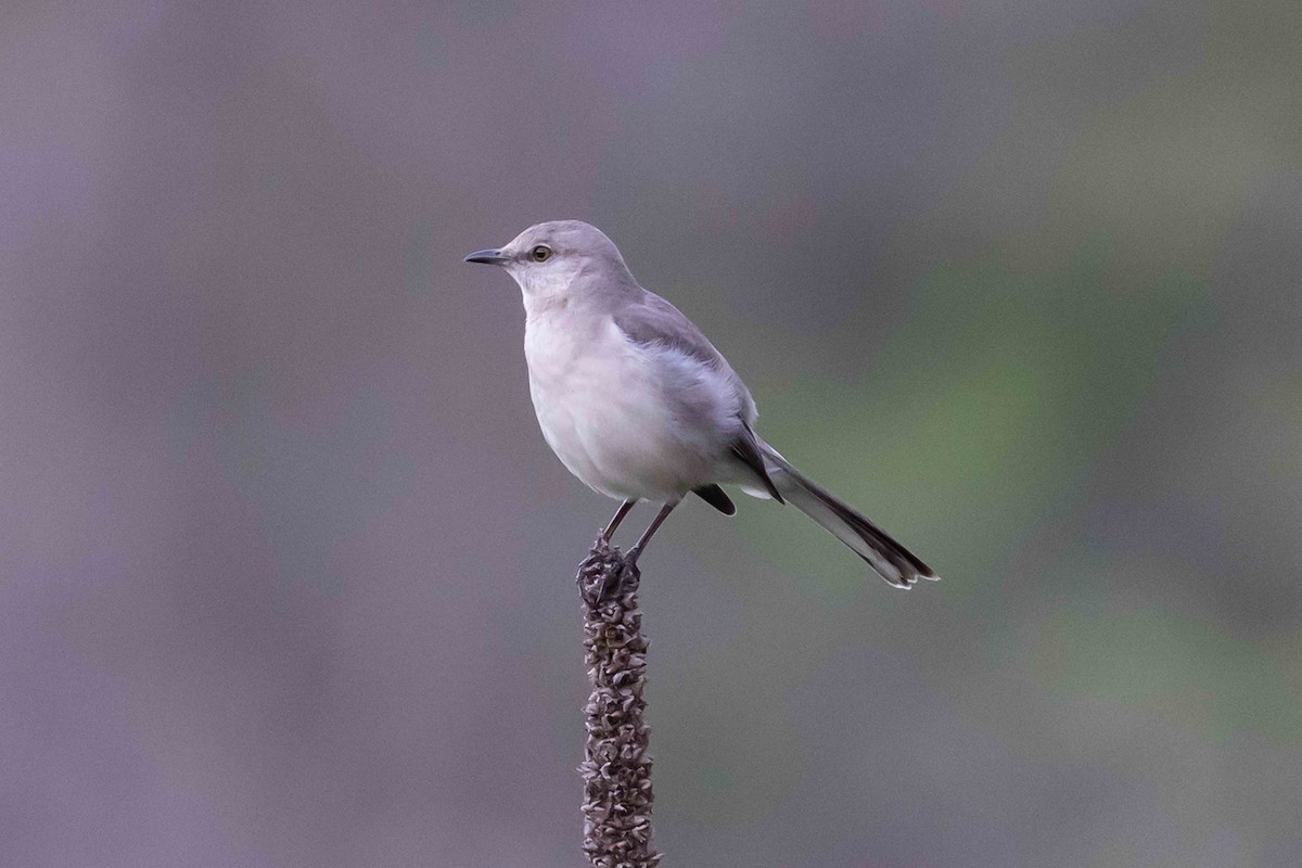 Northern Mockingbird - ML618315017