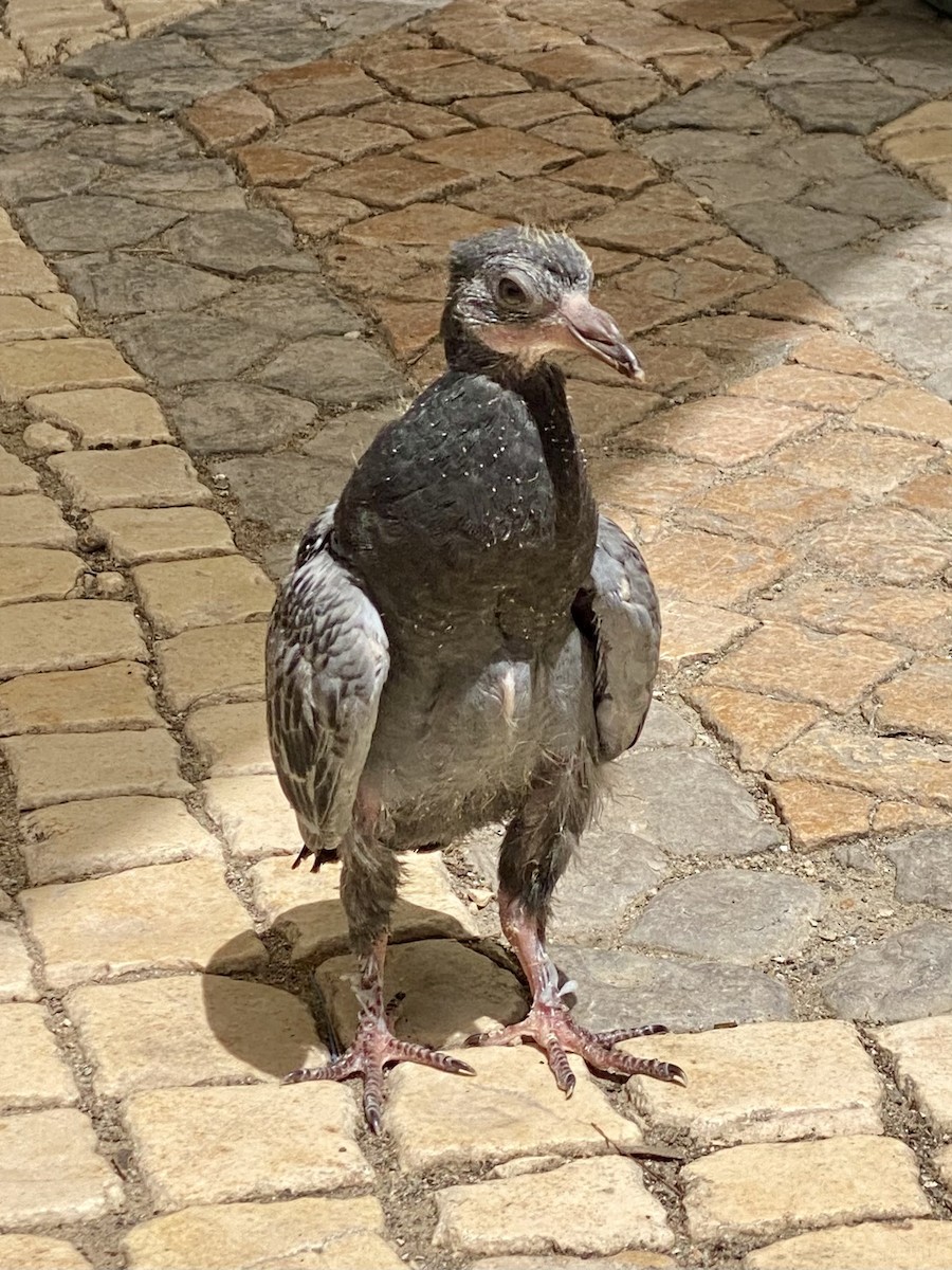 Rock Pigeon (Feral Pigeon) - Laura Forrest