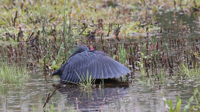 Black Heron - ML618315027