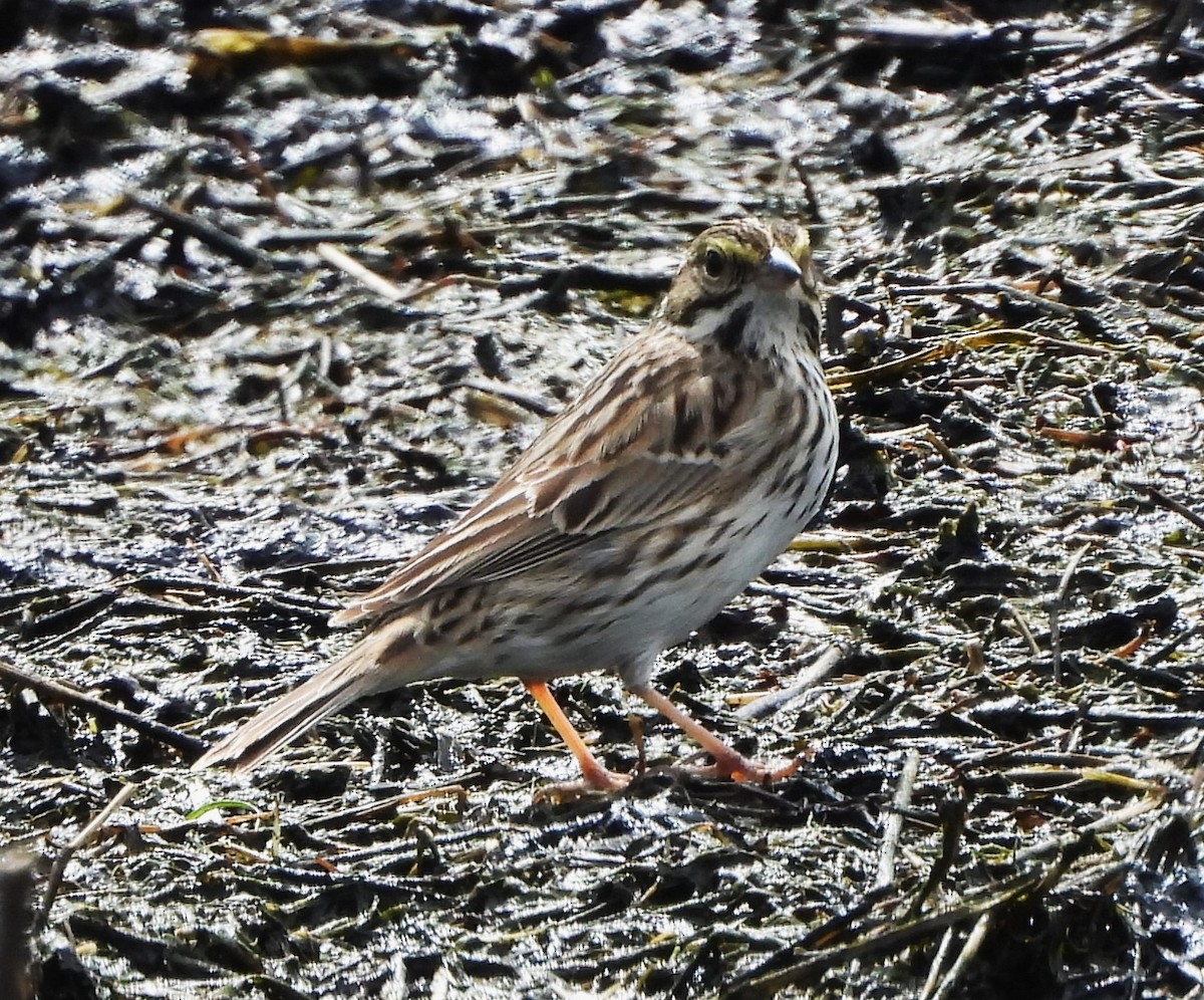 new world sparrow sp. - Reba and Allan Dupilka