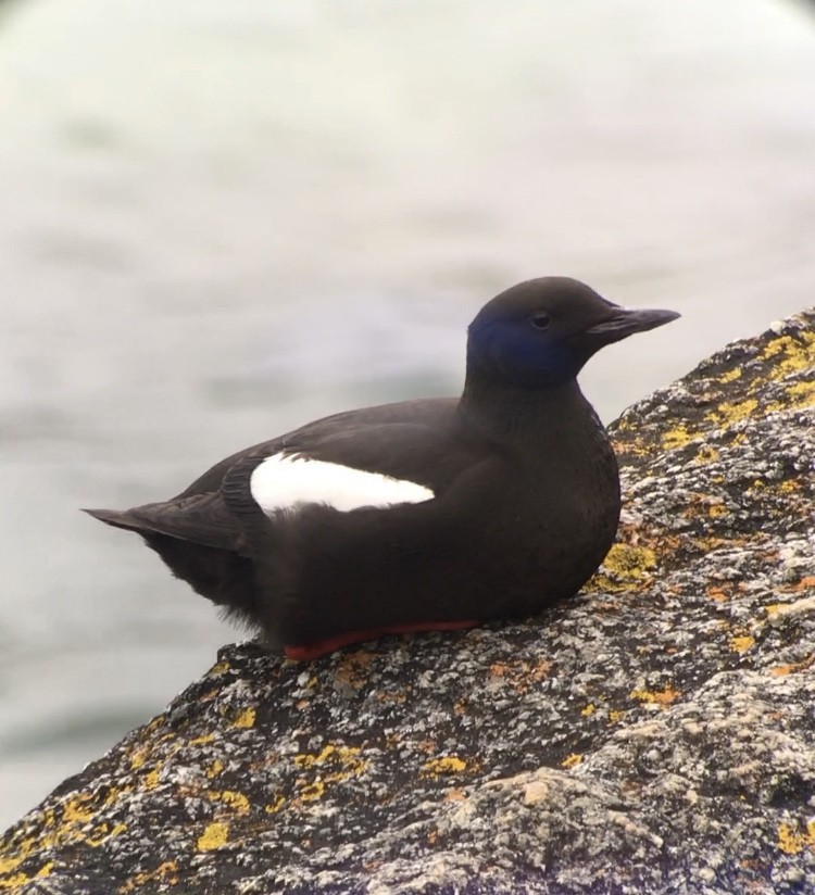 Black Guillemot - Noel Keogh