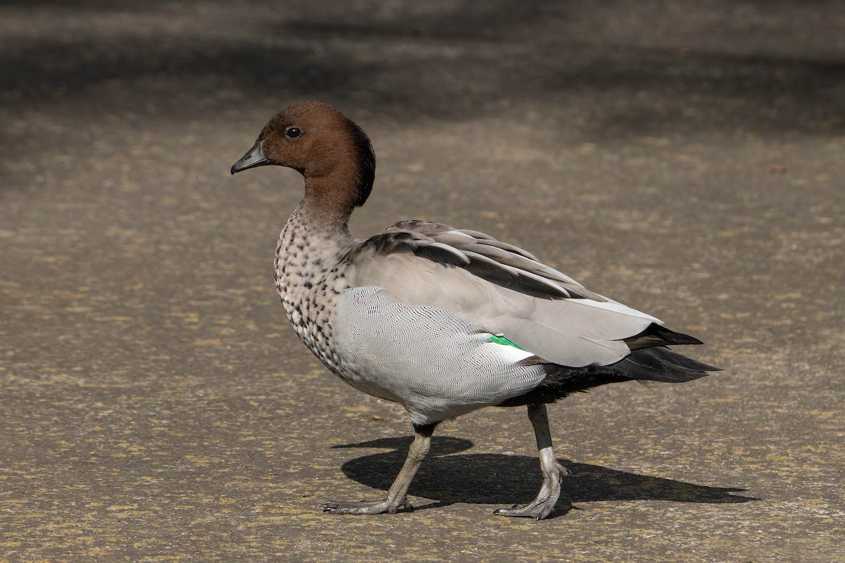 Maned Duck - Martin Potter