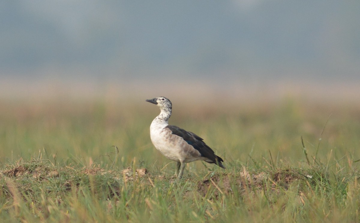 Knob-billed Duck - ML618315142