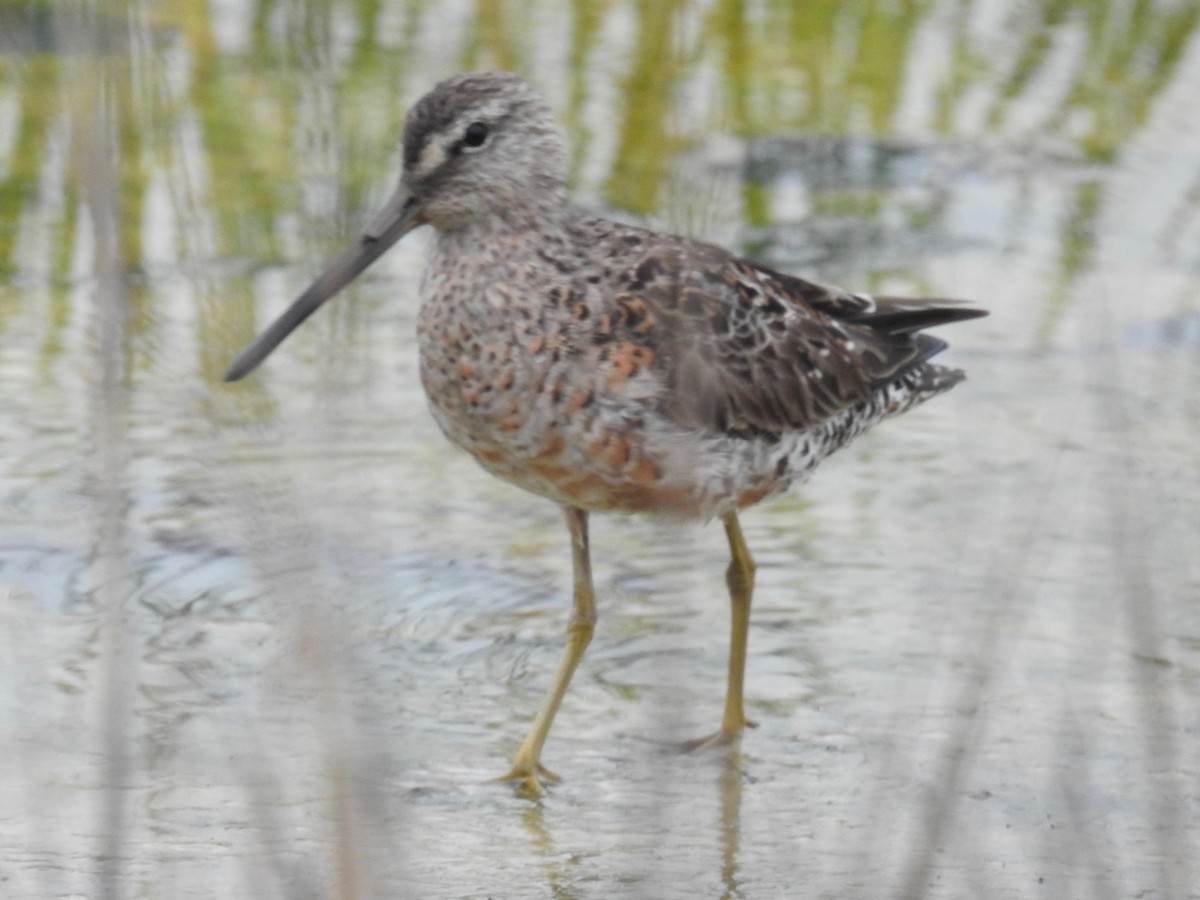 langnebbekkasinsnipe - ML618315201