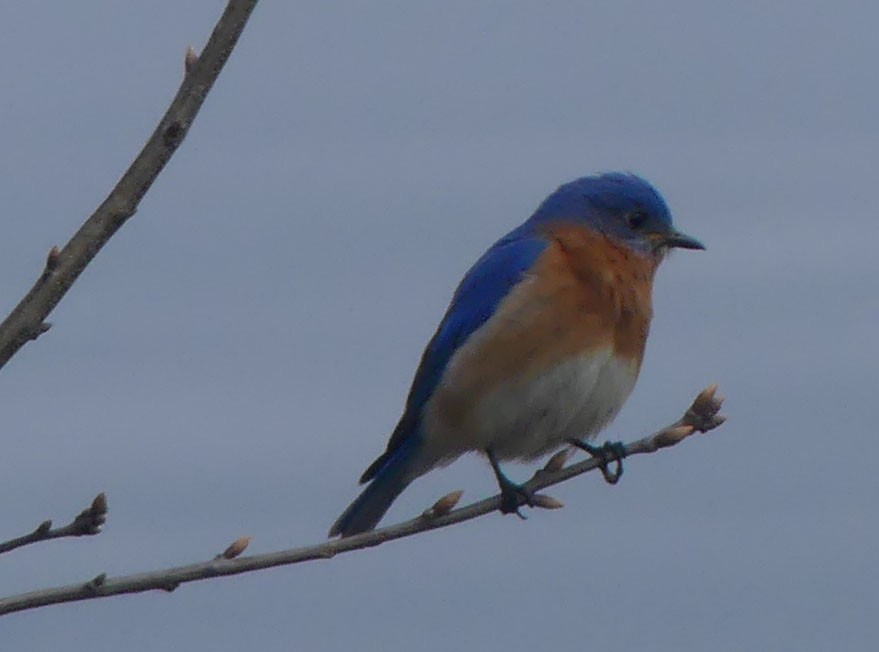 Eastern Bluebird - Sharon Fitzgerald