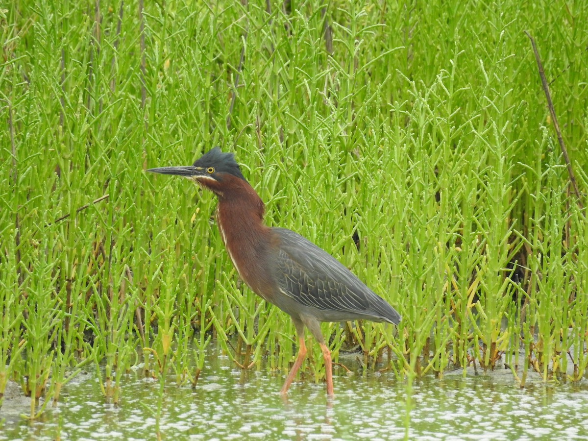 Green Heron - ML618315257