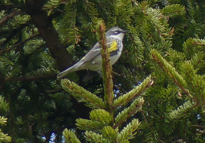 Yellow-rumped Warbler - ML618315262