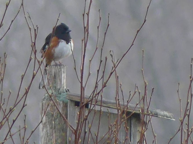 Eastern Towhee - Sharon Fitzgerald