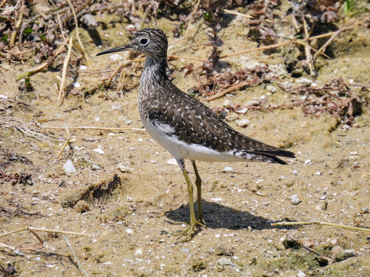 Solitary Sandpiper - ML618315293