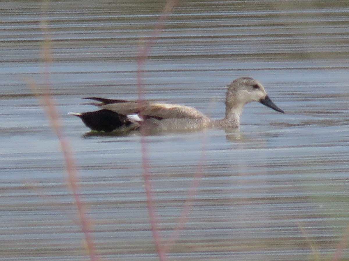 Gadwall x Northern Pintail (hybrid) - ML618315321