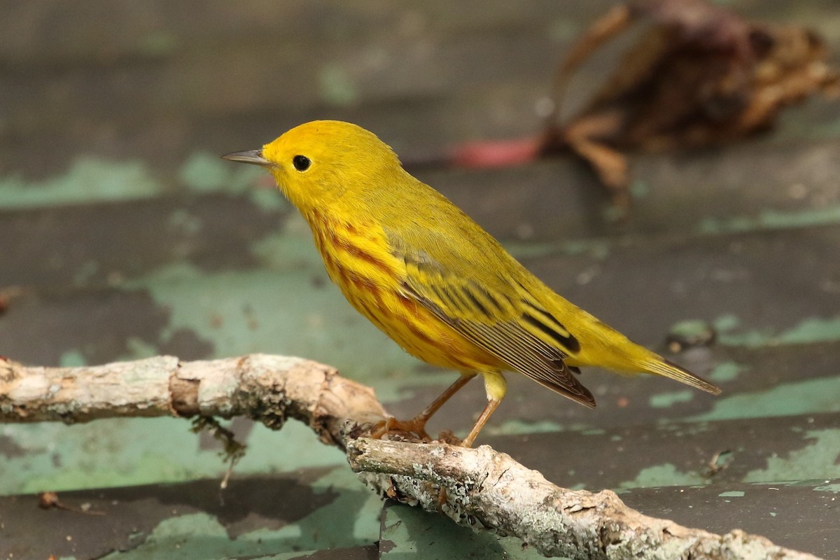 Yellow Warbler - John and Milena Beer