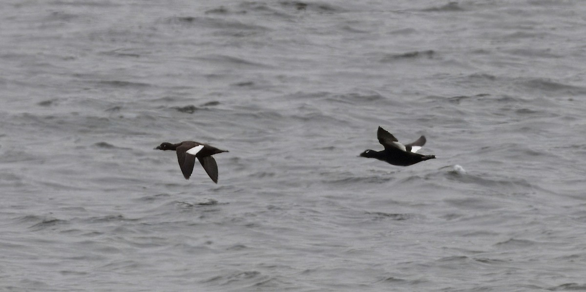 White-winged Scoter - ML618315389