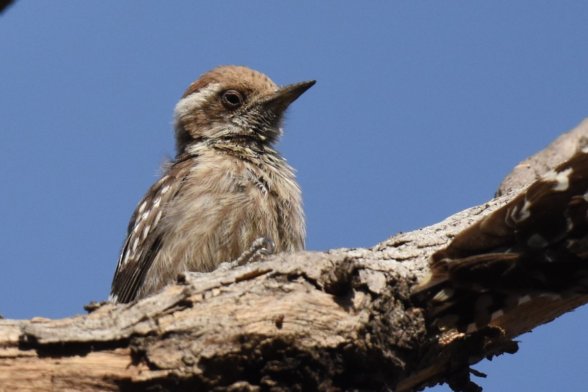 Brown-capped Pygmy Woodpecker - ML618315403