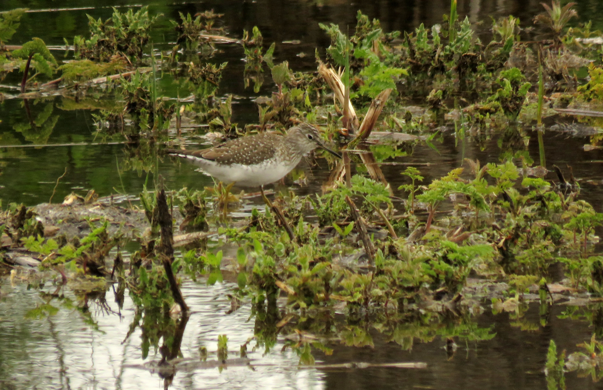 Solitary Sandpiper - ML618315404