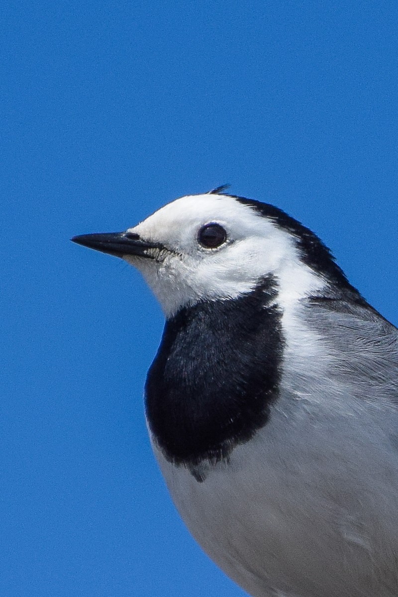 White Wagtail - ML618315405