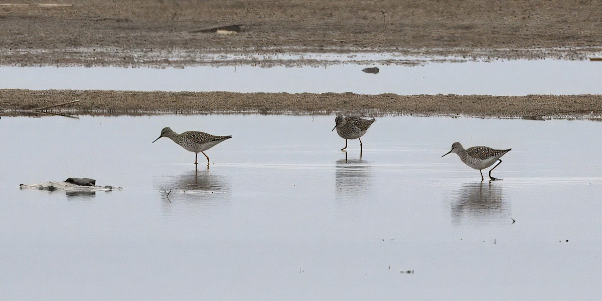 Lesser Yellowlegs - ML618315465