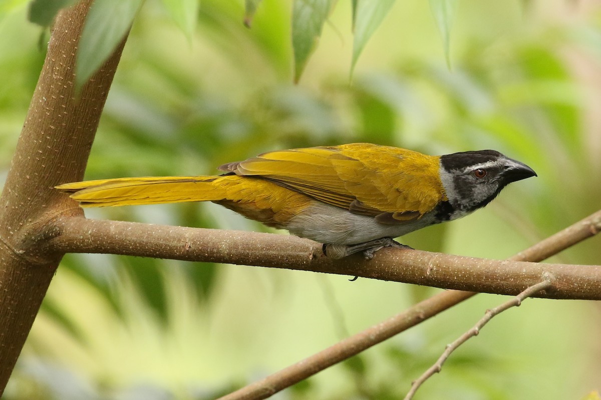 Black-headed Saltator - ML618315471