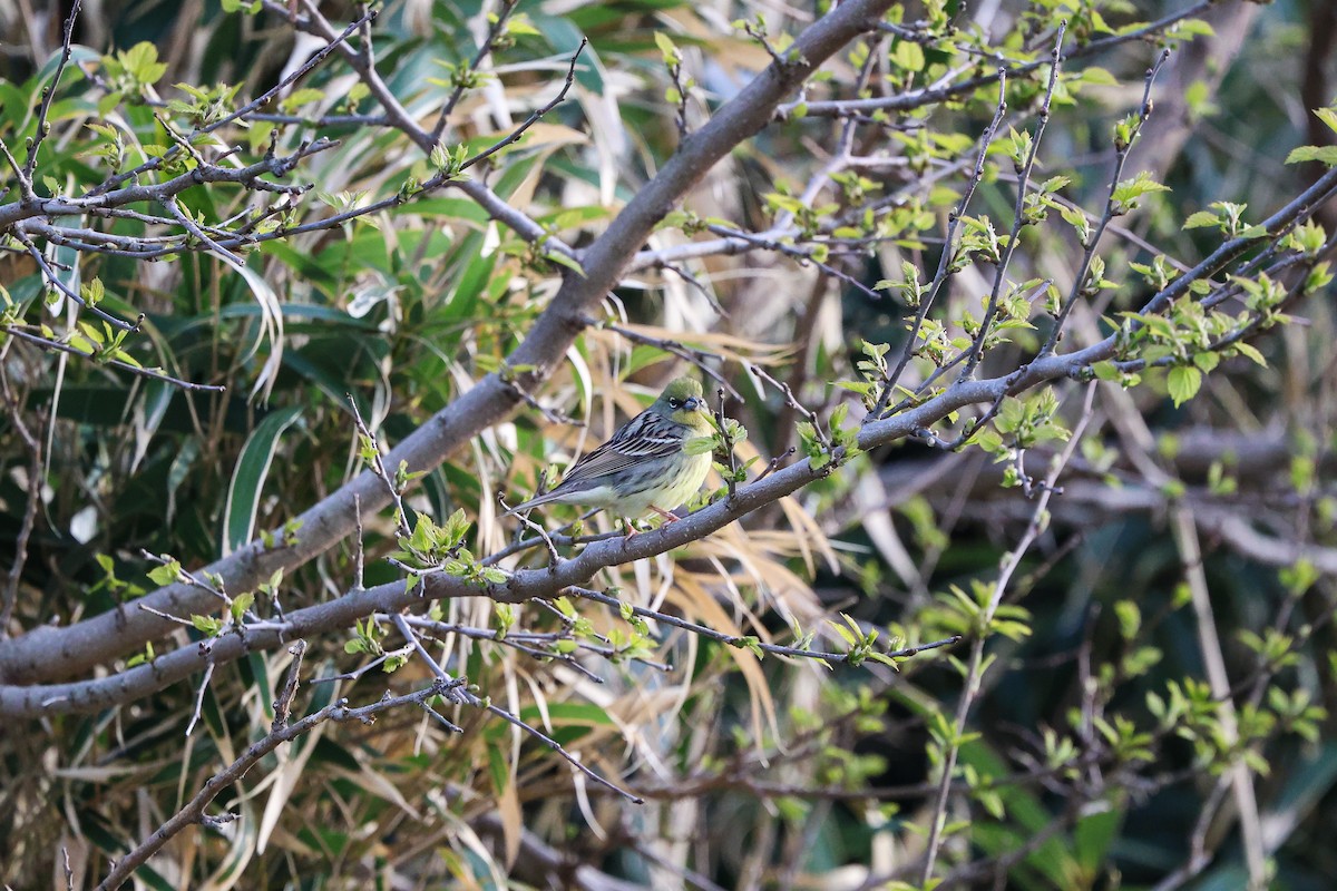 Yellow Bunting - ML618315478