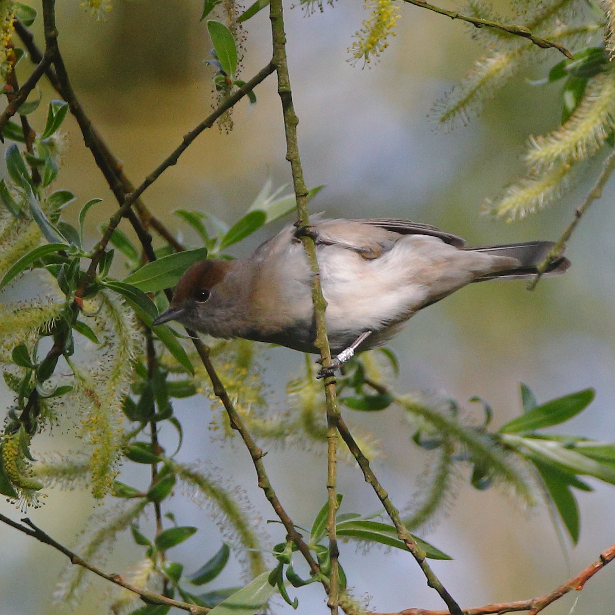 Eurasian Blackcap - ML618315494