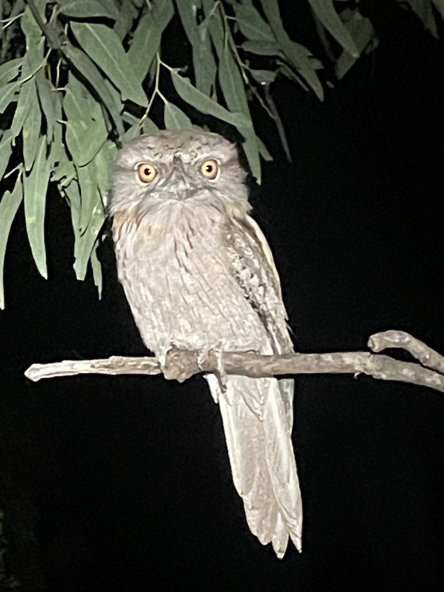 Tawny Frogmouth - ML618315502