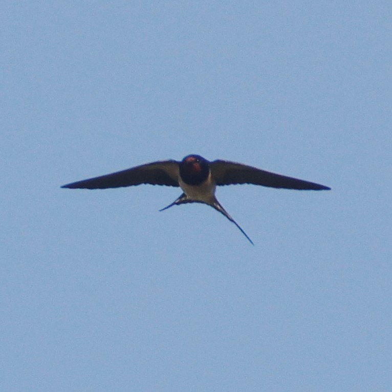 Barn Swallow - ML618315513